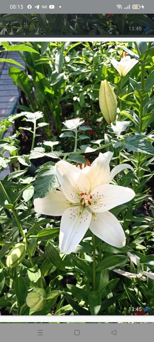 Туя Западная  Брабант