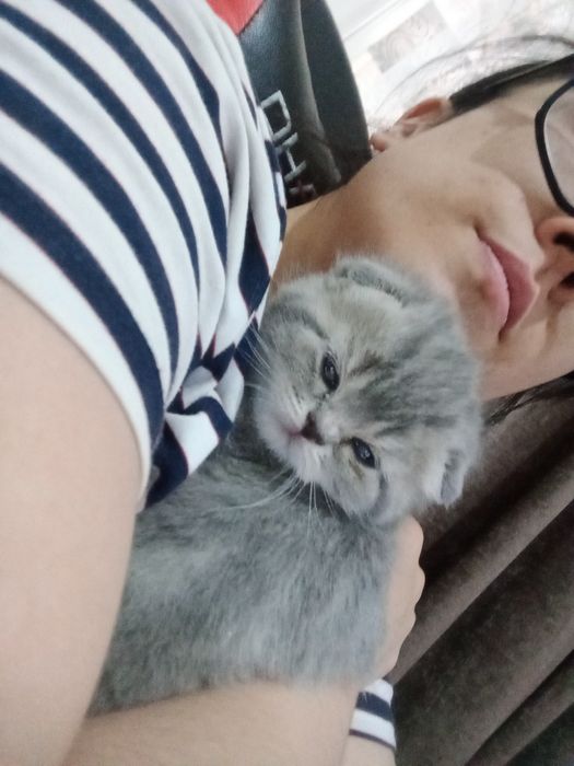 Scotsh fold muwukcha