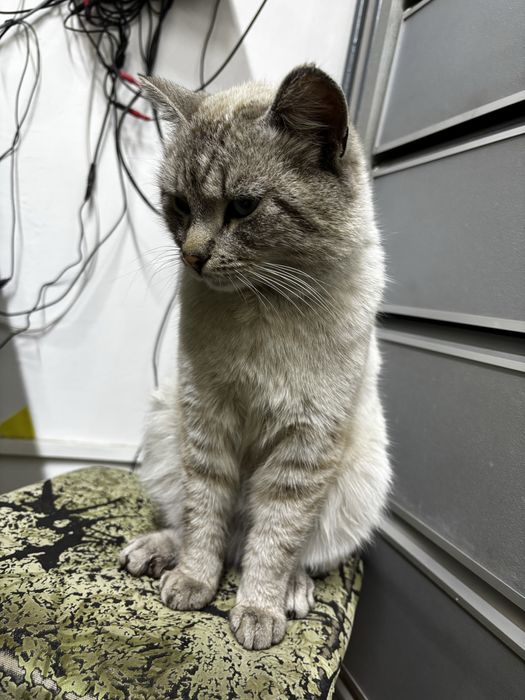 Кот ищет дом, очень добрый и ласковый