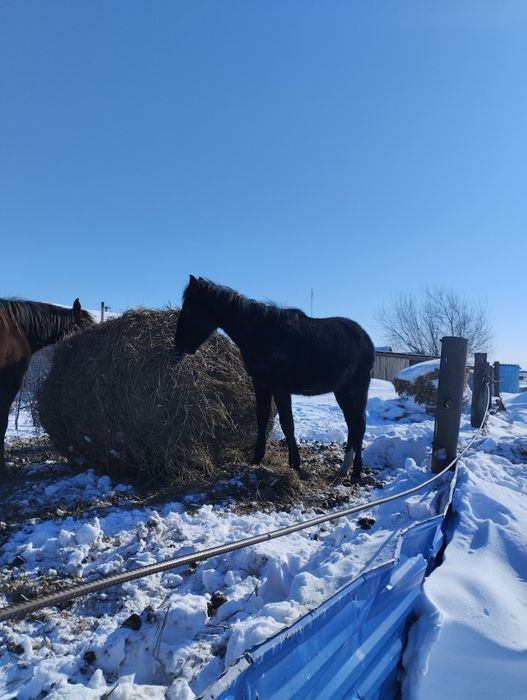 Продам жеребчика .