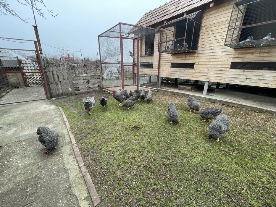 Vand ouă Plymouth Rock Barat