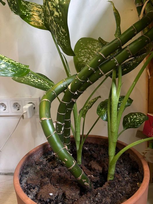 Продам диффенбахию