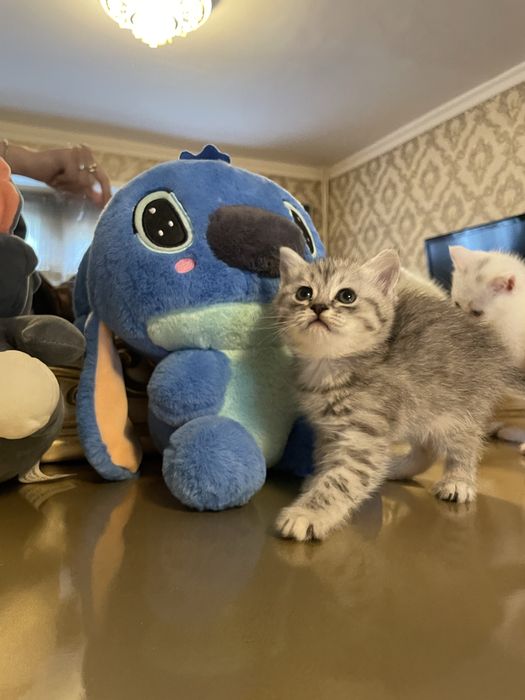 котята серебристая и шотландская