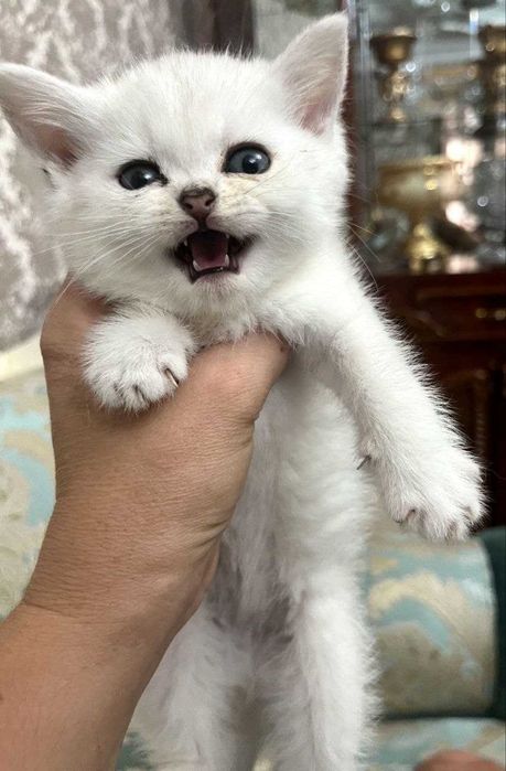 prodam kotenka britanskaya winwila