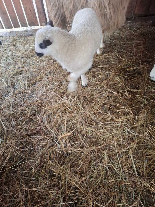 De vânzare la pret bun