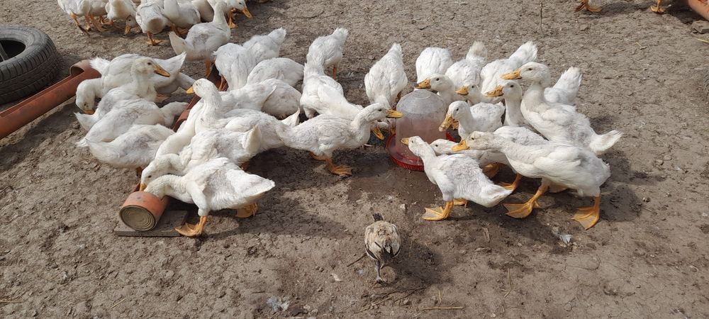 Rate. Pechin de carne.