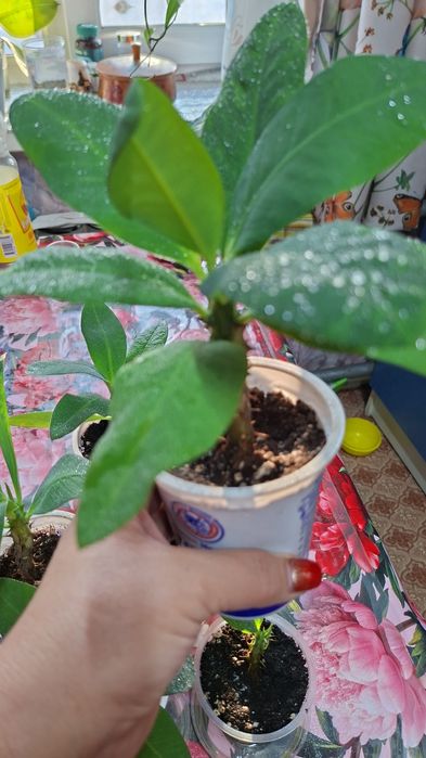 Продам молочай Миля триколор