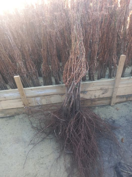 Producătoare de vânzare butasi