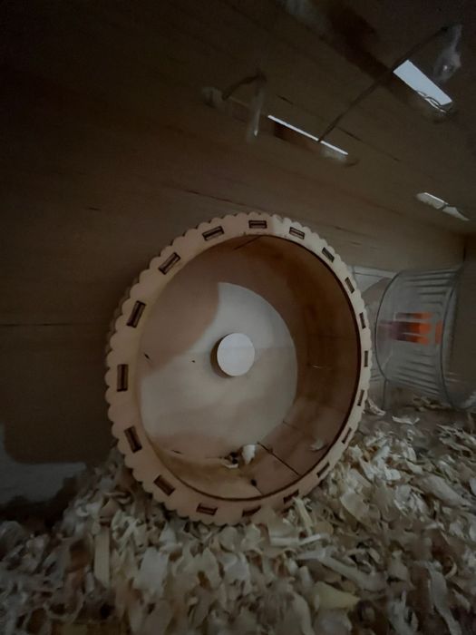 Коробка с хомяками