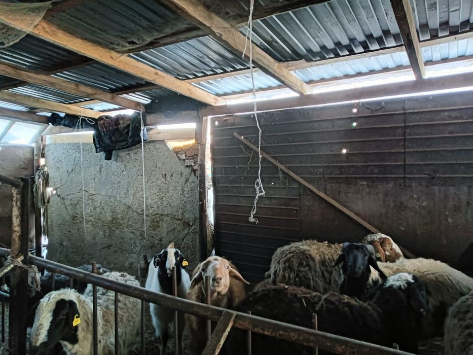 Продам баран 14 голов