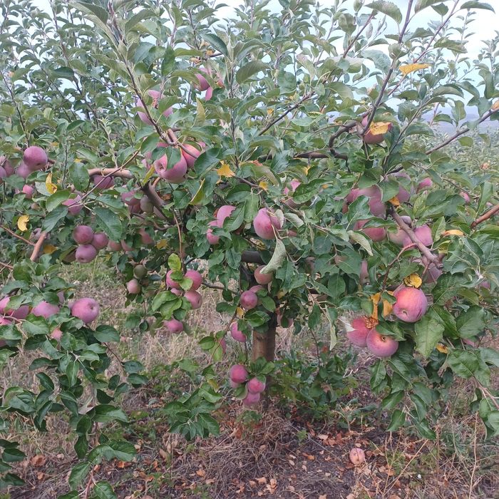 3,5 lei Vând mere Golden delicios și Florina