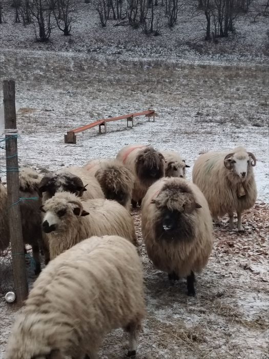 Vand 3 oi bucālāi de 3 miei.