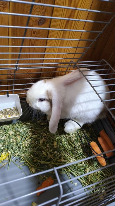 Продам домашний декоративный кролик
