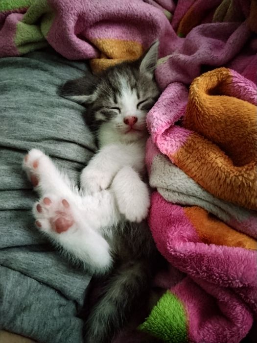 Скоттиш-страйт котята 1.5 мес