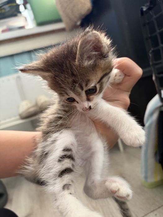 Котенок бесплатно