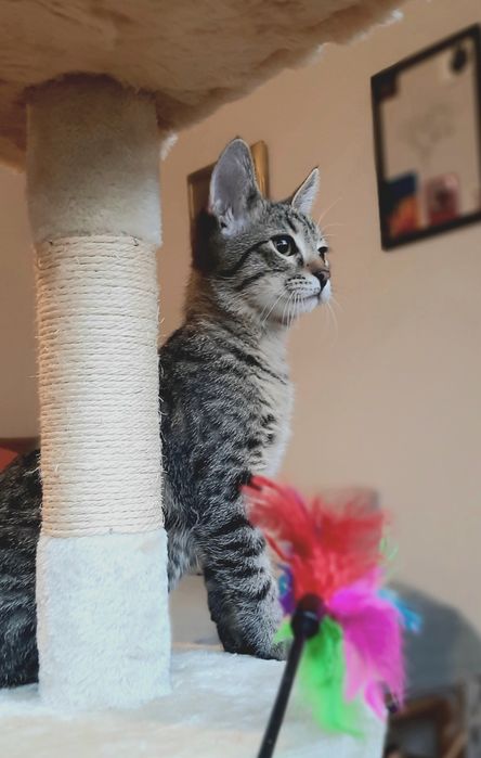 Котарачето Вито на 4 месеца търси дом