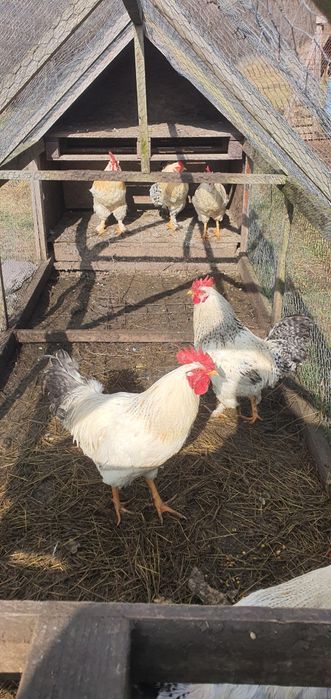 Cocosi din 2025, 1 cocos schimb