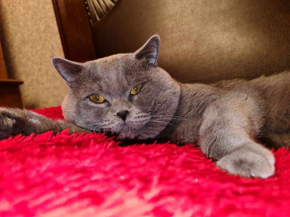 Ищем девочку для вязки