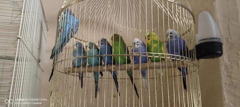 Вълнисти папагалчета