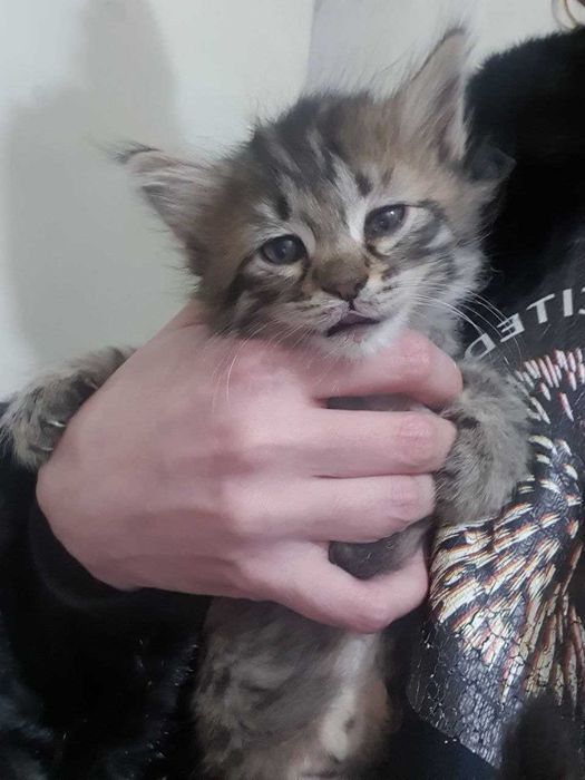 Котята в хорошие руки. Бесплатно!!! 2 Прекрасных котенка!