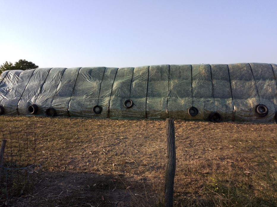 Baloți coceni și trifoi