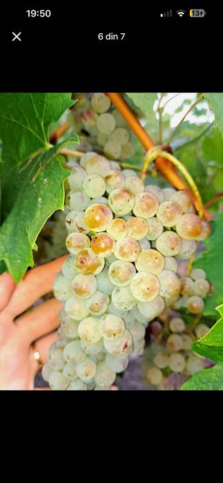 Struguri de vin