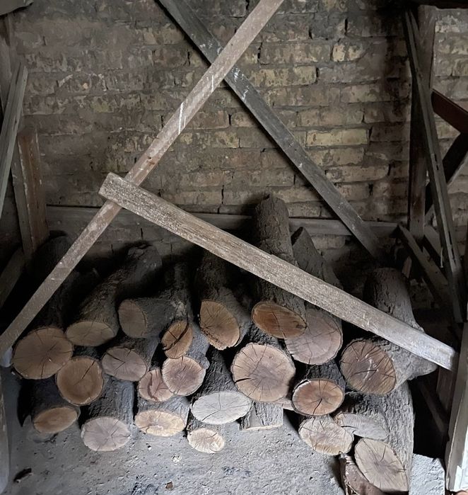 Otin qurut gilos darahtki