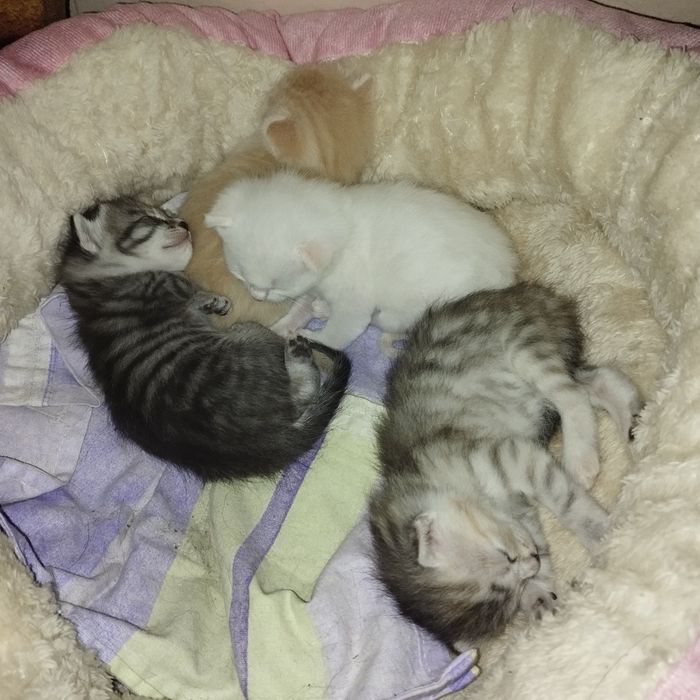 Отдам домашних котят в добрые руки (Бронь!)