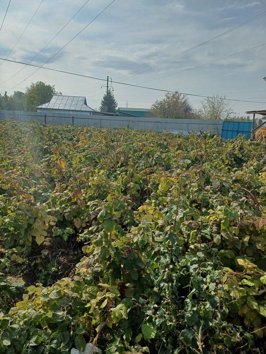 Малиновое варенье