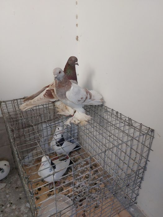 Кептер Құс Голуби