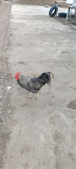 Кораздар сатылады