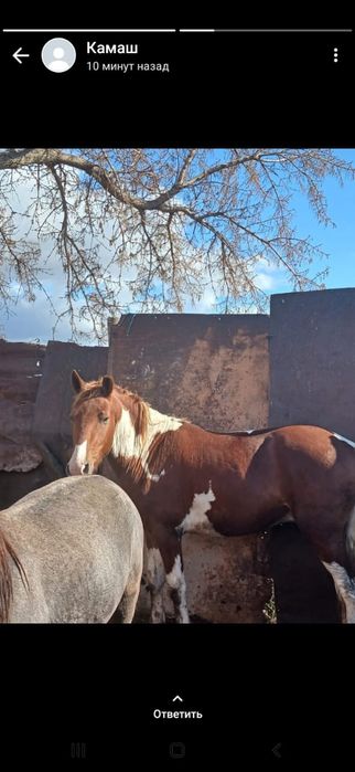 Продам лошадей (кунан)