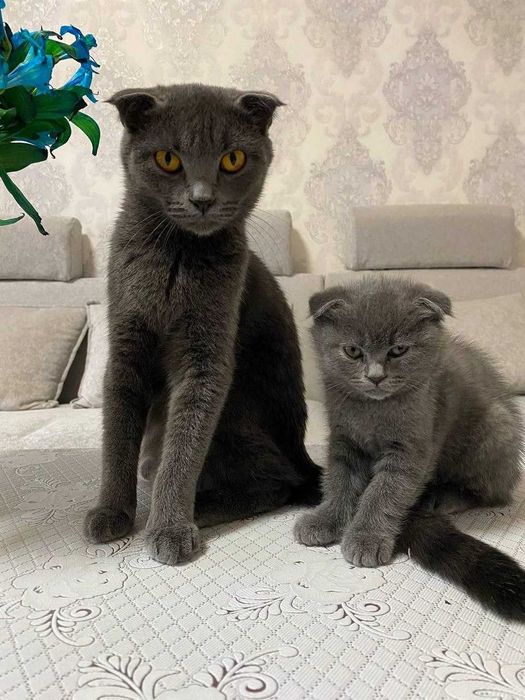 Продается пародистая кошка, мать и дочка