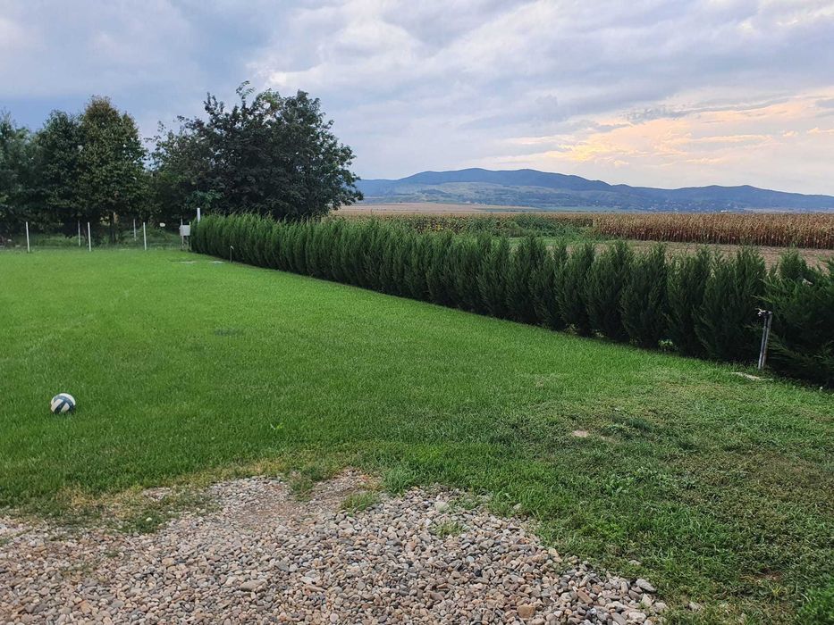 Tuia - Cel mai frumos gard viu Leylandii 2001 (leilandi) Chiparos