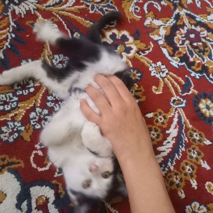 Aq qara misiq kishkene