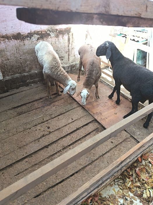 Qoʻchqorla sotiladi