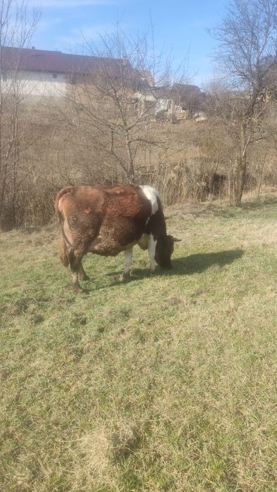 Vand vaci  gestante pt detali sunati la nr