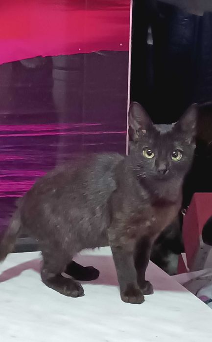 Когда Ночь Раскрывает Тайну (Мальчик 6 мес.)