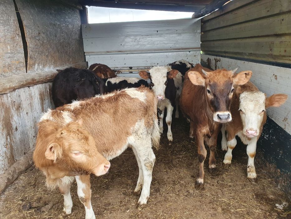 Vand vitele baltate si 1 angus