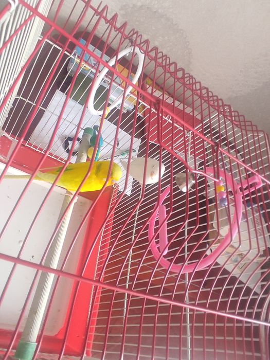 Продам попугаев в добрые руки
