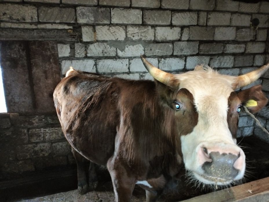 Өгіз сатылады семіз