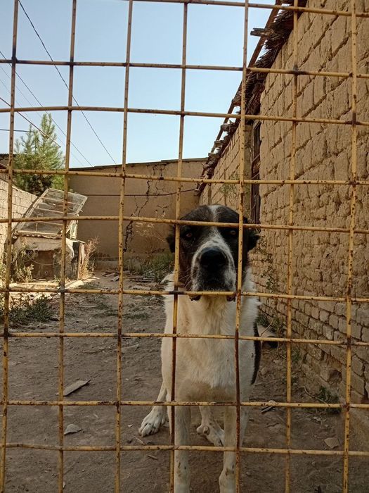 Boribosar yoshi 3 yosh