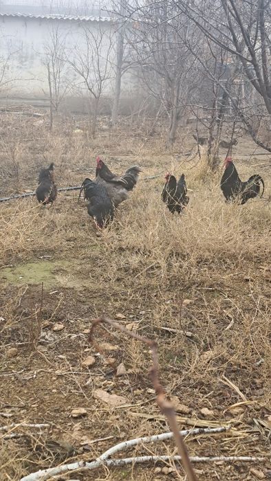 Жерси хурозлар сотилади