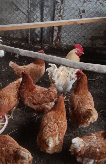 Куры несушки  Ломан Браун продам