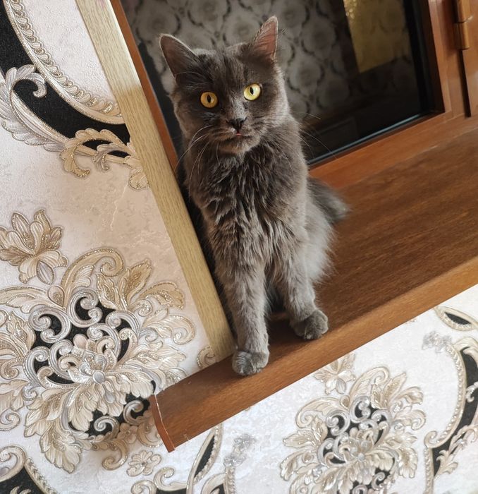 Heyland strayt qiz bola mushuk sotiladi