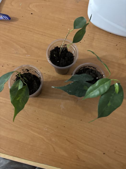 Фикус  бенджамина