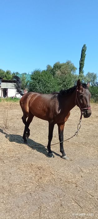 Продам лошадь харошая