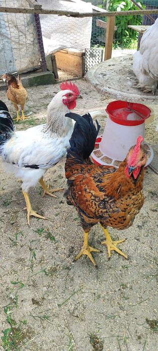 Продавам петли няколко вида