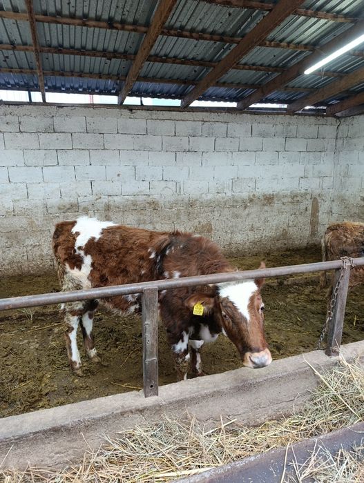 Продаются тёлки .