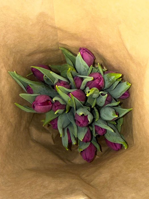 Голландские тюльпаны